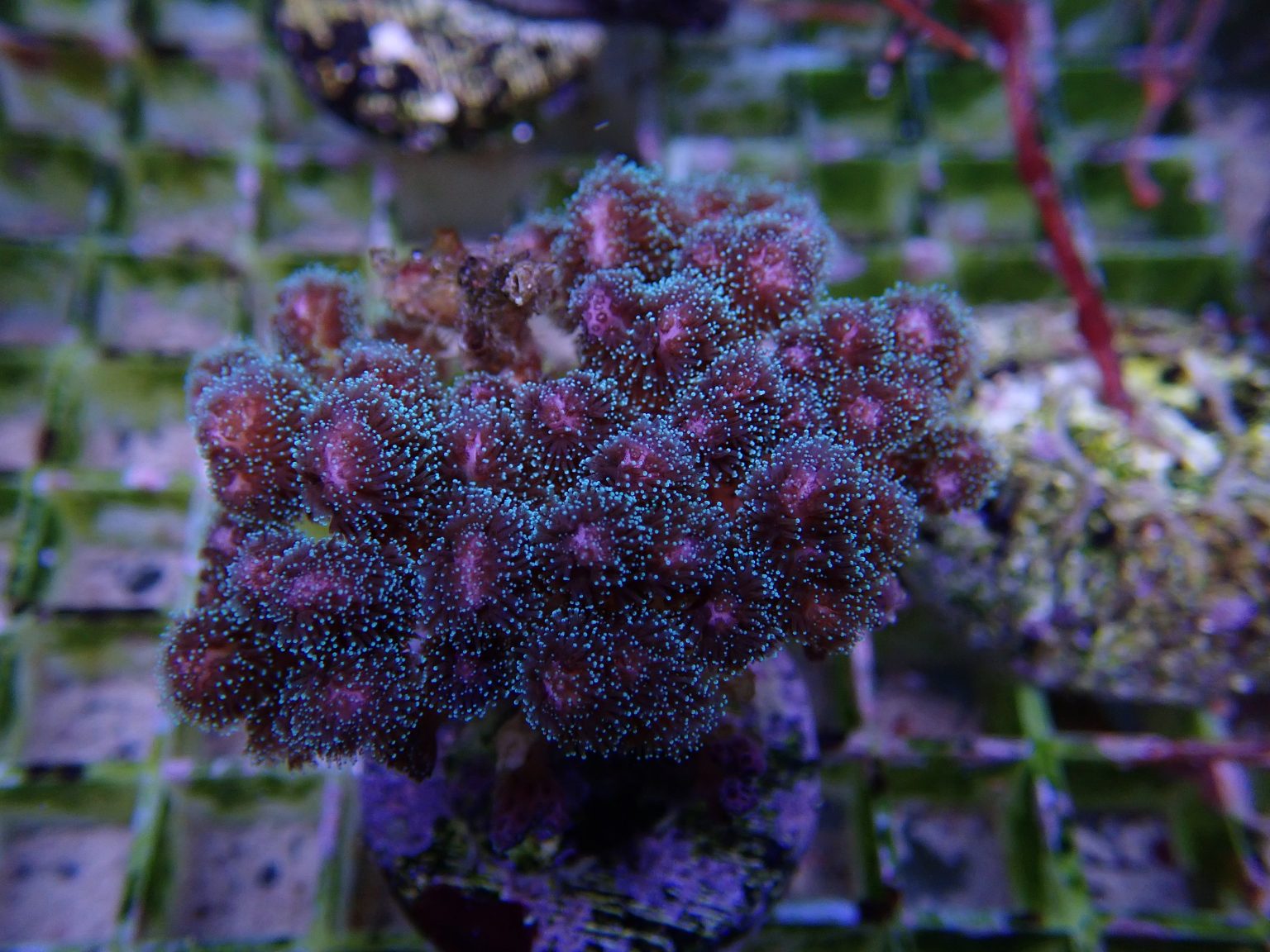 Pocillopora Damicornis in rosa - Busch- oder Himmberkoralle